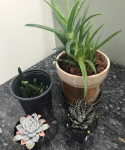 Gollum Jade, Aloe, Zebra Cactus, and Echeveria
